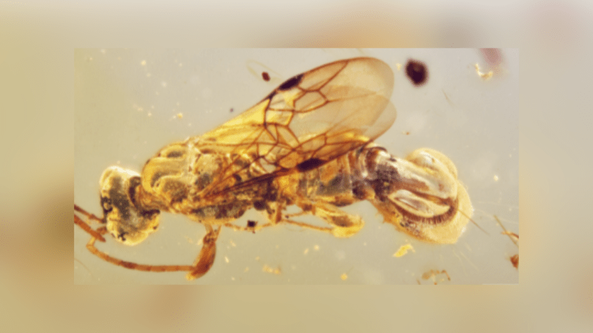 Venus flytrap wasp