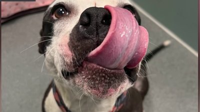 Clear the Shelters: Faithful Friends Animal Society reduces adoption fees