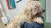 Pennsylvania man accused of using scissors to amputate dog's leg